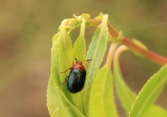 Plagiodera arizonae