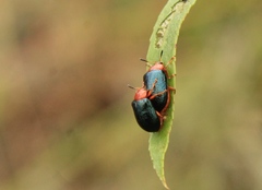 Plagiodera arizonae