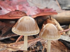 Mycena stipata