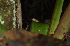 Pristimantis incomptus