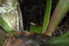 Pristimantis incomptus