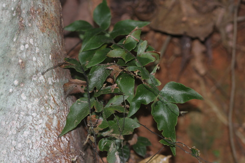 Image of Adiantum petiolatum by (c) Guillaume Delaitre, some rights reserved (CC BY)