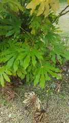 Fatsia
