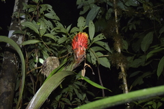 Guzmania conifera