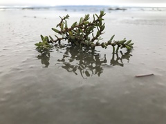 Suaeda calceoliformis