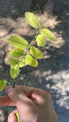 Robinia pseudoacacia