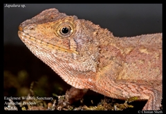 Anderson's Mountain Lizard photo 5