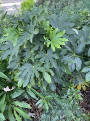 Fatsia
