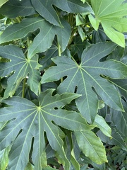 Fatsia