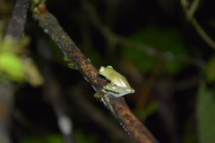 Chimerella mariaelenae