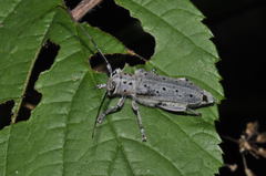 Saperda punctata