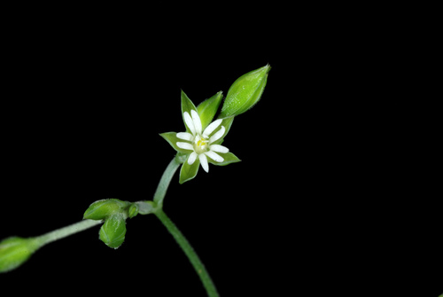 Drymaria cordata