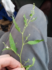 Atriplex patula
