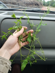 Atriplex patula