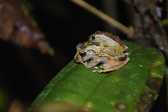 Pristimantis incomptus