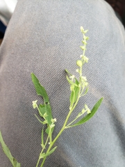 Atriplex patula