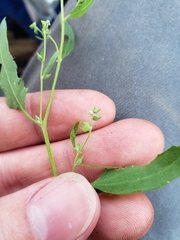 Atriplex patula