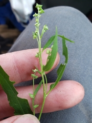 Atriplex patula