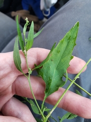 Atriplex patula