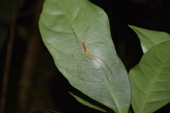 Anaptomecus