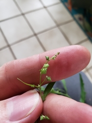 Atriplex patula
