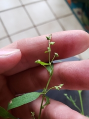 Atriplex patula