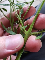 Atriplex patula