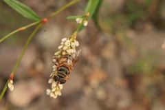 Palpada vinetorum