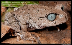 Leptobrachium bompu