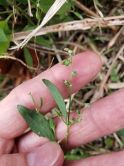 Atriplex patula