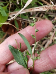 Atriplex patula