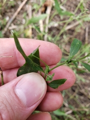 Atriplex patula