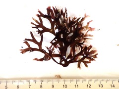 Ahnfeltiopsis devoniensis