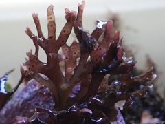 Ahnfeltiopsis devoniensis
