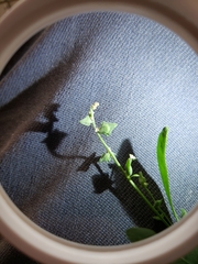 Atriplex patula