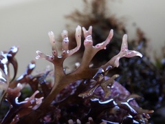 Ahnfeltiopsis devoniensis