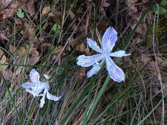 Iris tenuissima