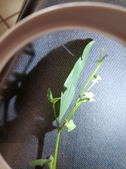 Atriplex patula