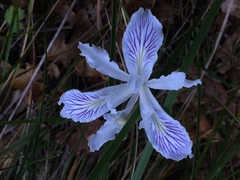 Iris tenuissima