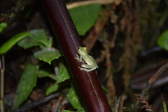 Chimerella mariaelenae