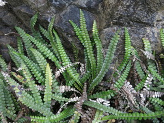 Blechnum blechnoides