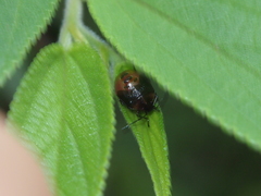 Elasmostethus nubilus