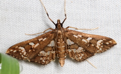 Ischnurges illustralis