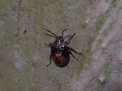 Elasmostethus nubilus