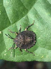 Discocephalinae