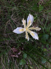 Iris tenax klamathensis