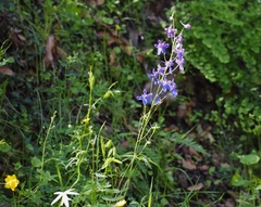 Delphinium decorum
