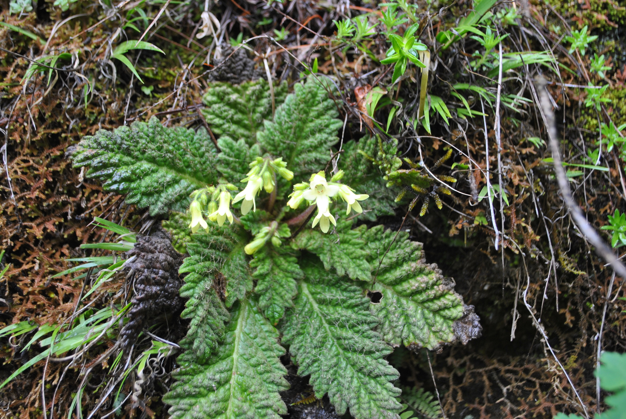 Oreocharis forrestii