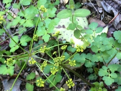 Tauschia kelloggii
