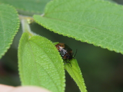 Elasmostethus nubilus